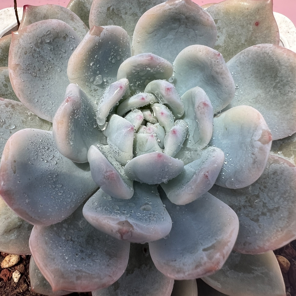 橙梦露锦，多肉植物锦