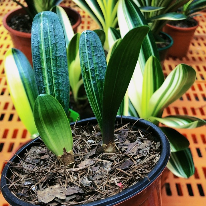 【闪购商品】完全开放自**风