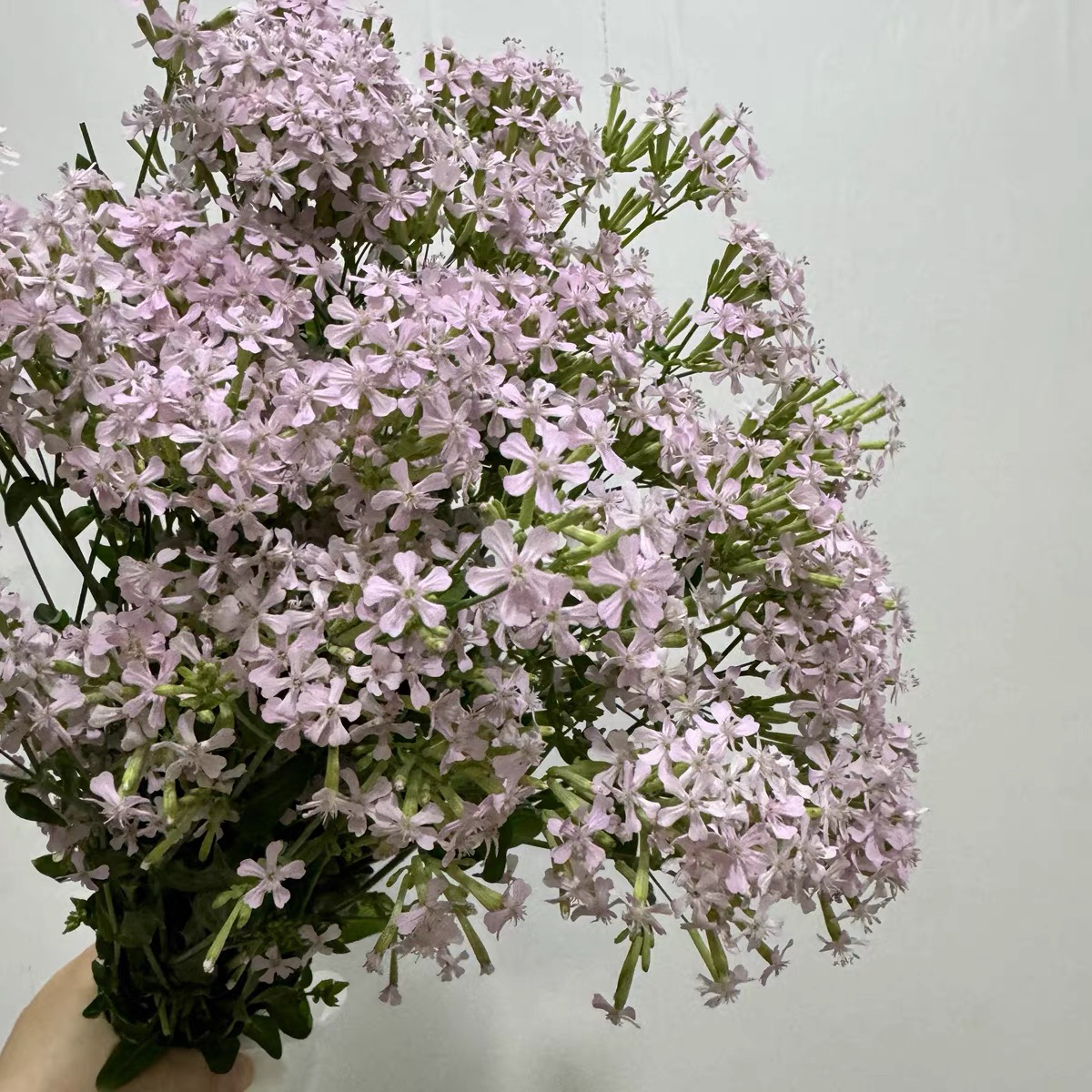 粉色钻石花 8+2防损 任意两单包邮 