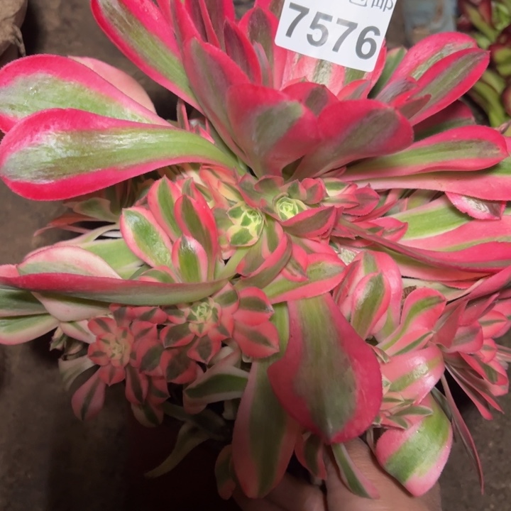 7576女巫多肉植物