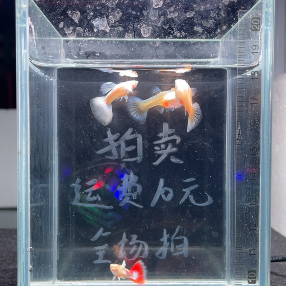 孔雀鱼紫白鸥翼两对