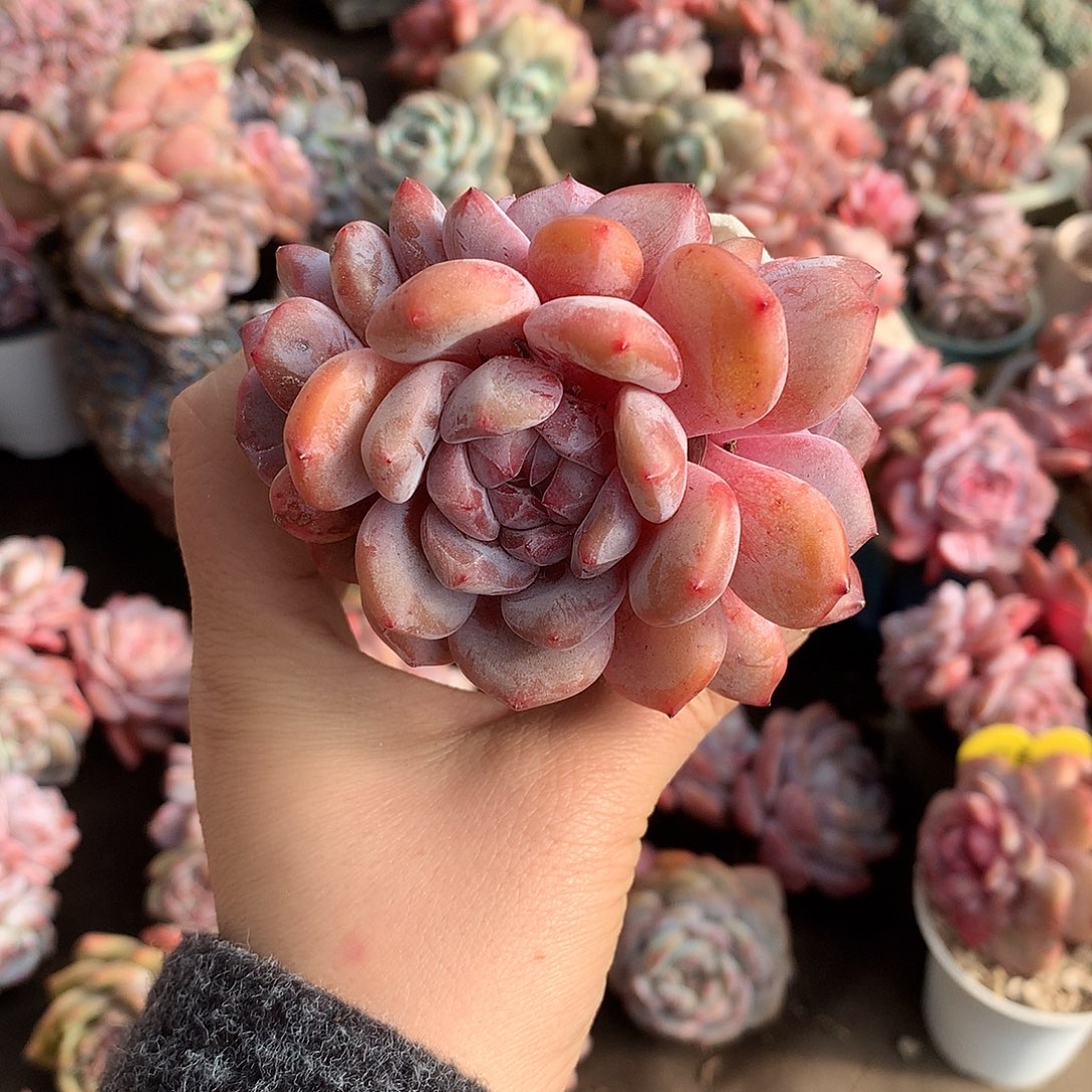 哈哈哈哈哈哈哈哈哈冰玉石榴籽