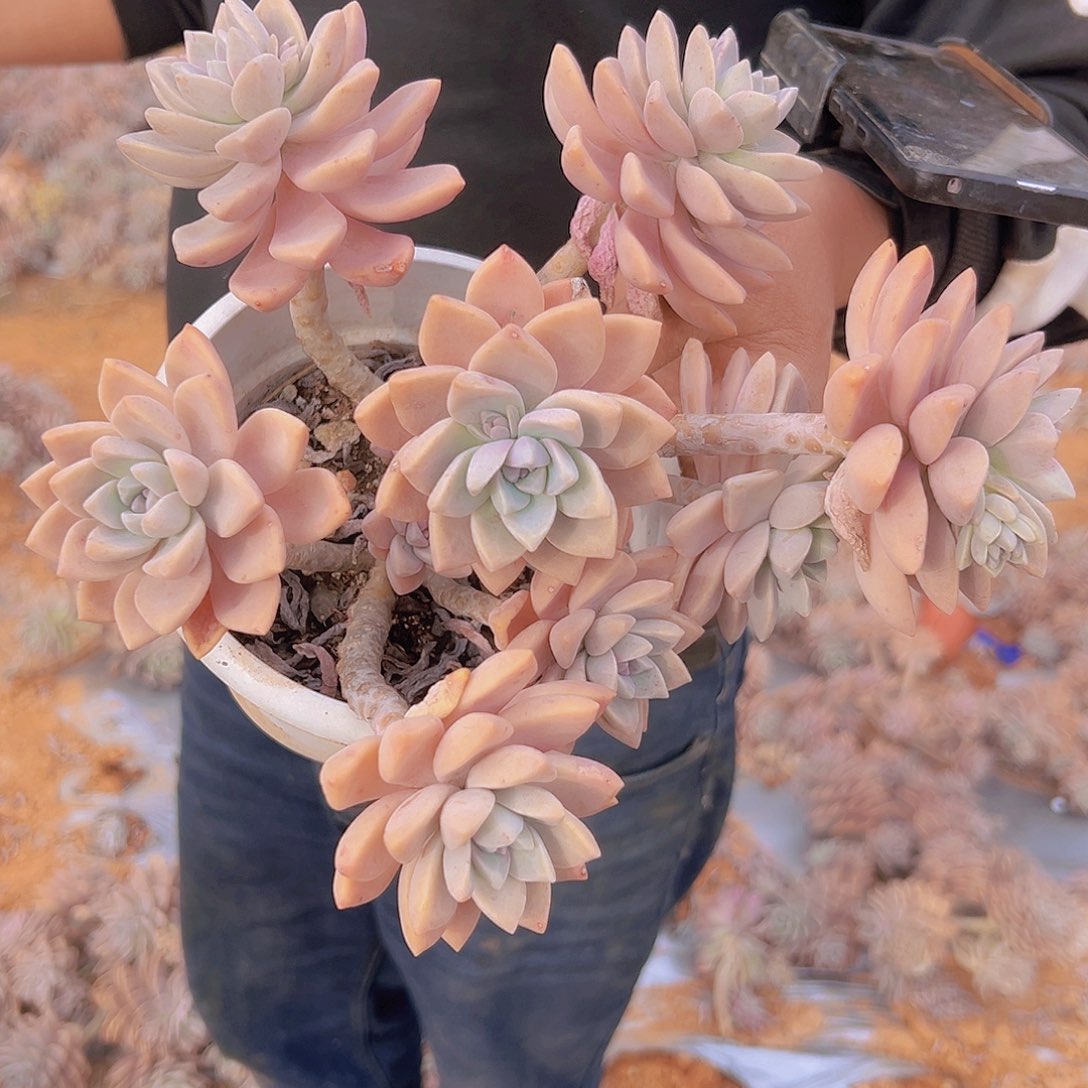 淡雪老桩子2棵发货