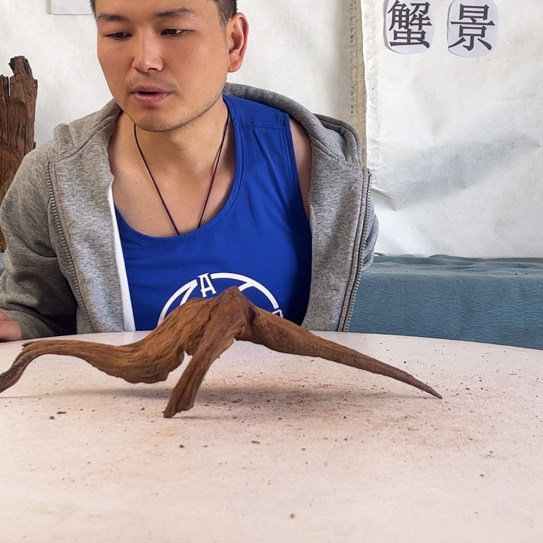 沉木造景爬宠造景