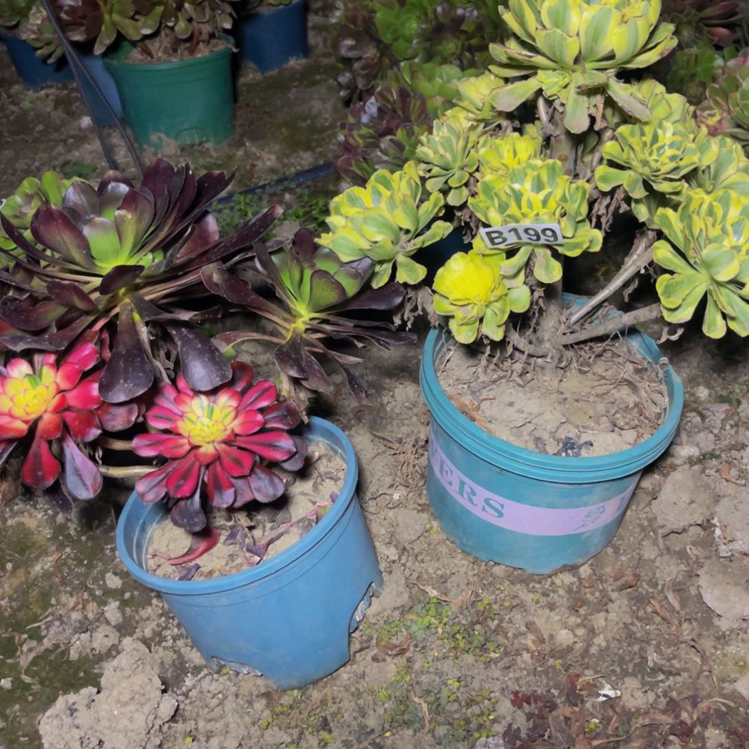 两盆法师26////////-14包邮