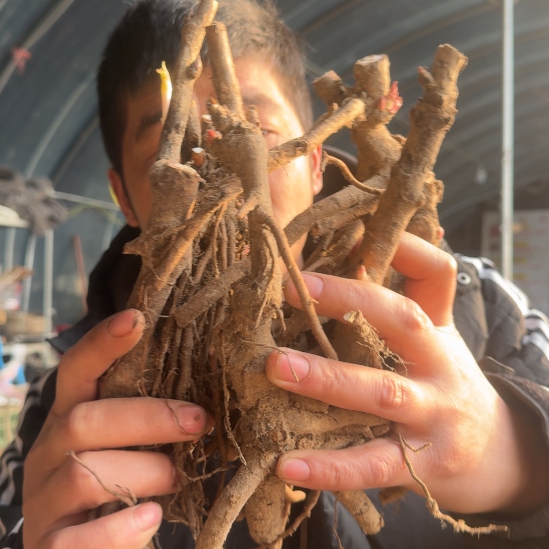 牡丹平茬苗5颗。                                     