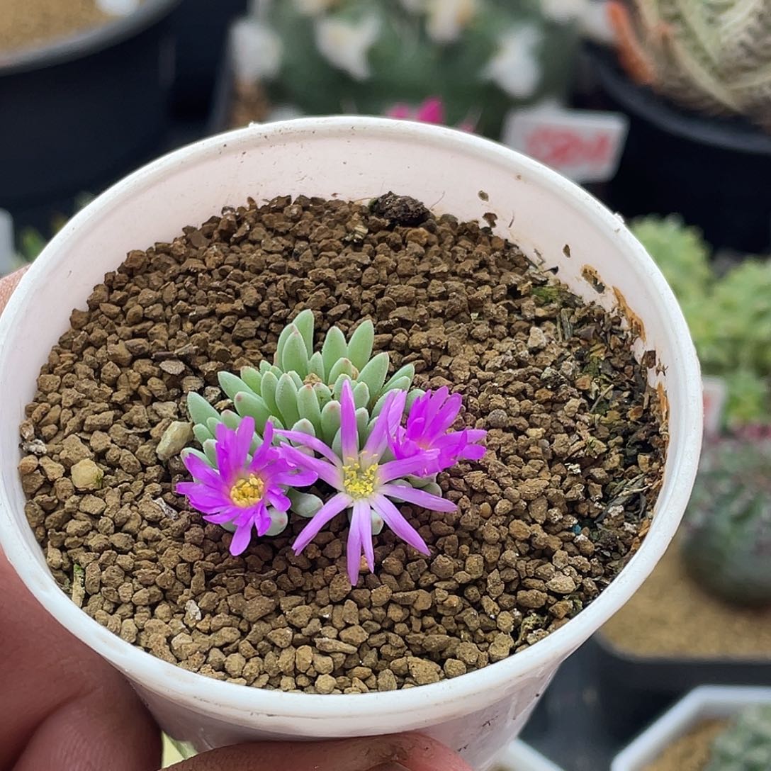 葵珊瑚 致远多肉植物