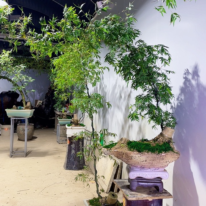 无花朵小叶簕竹熟桩陶瓷盆一物一拍