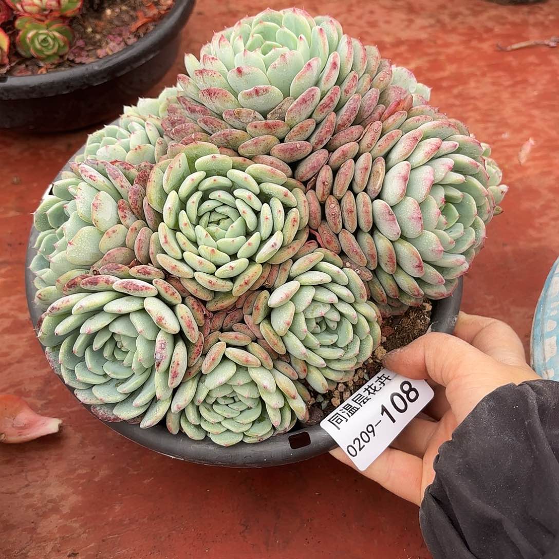 6**！同温层多肉白胖子108