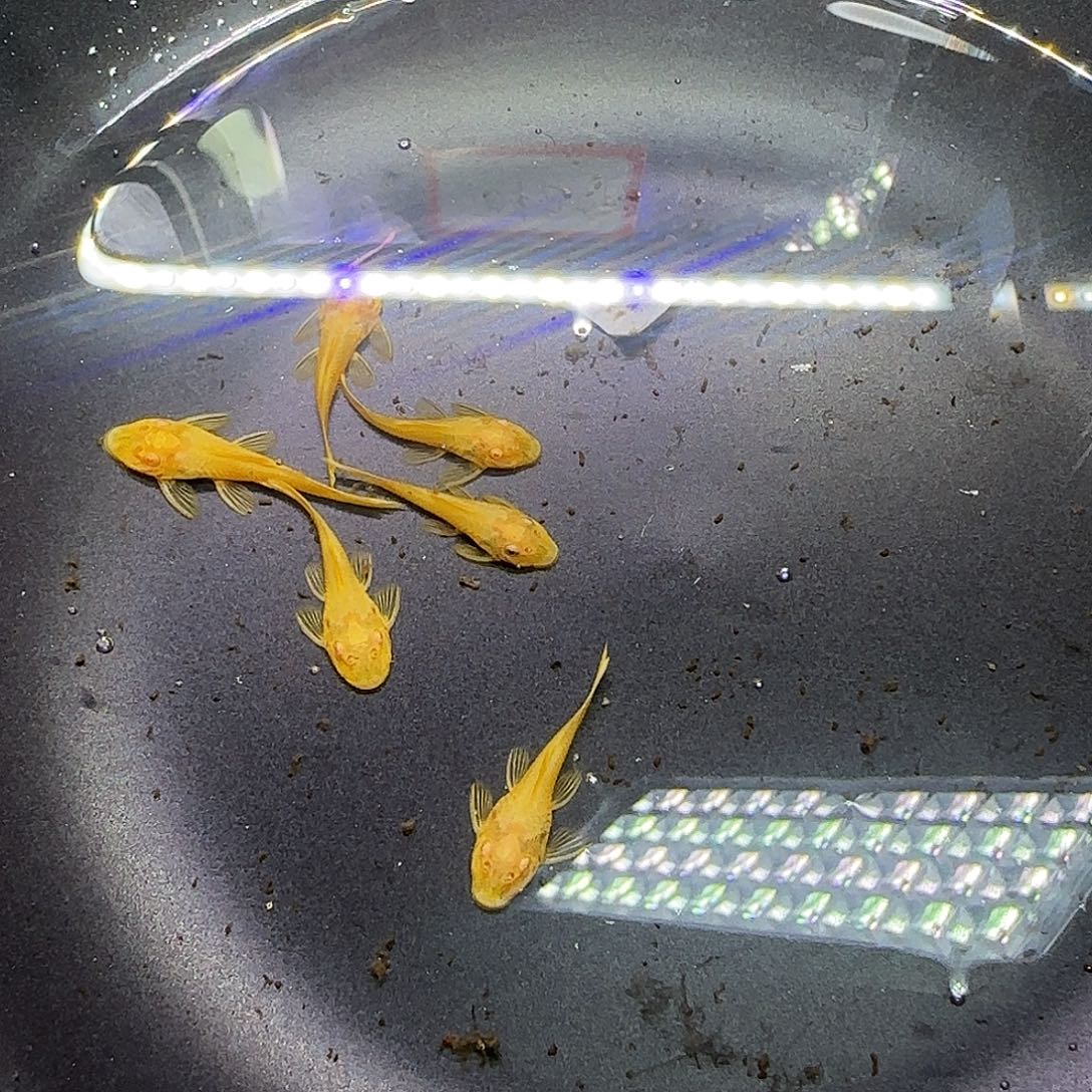 孔雀鱼黄金胡子六条