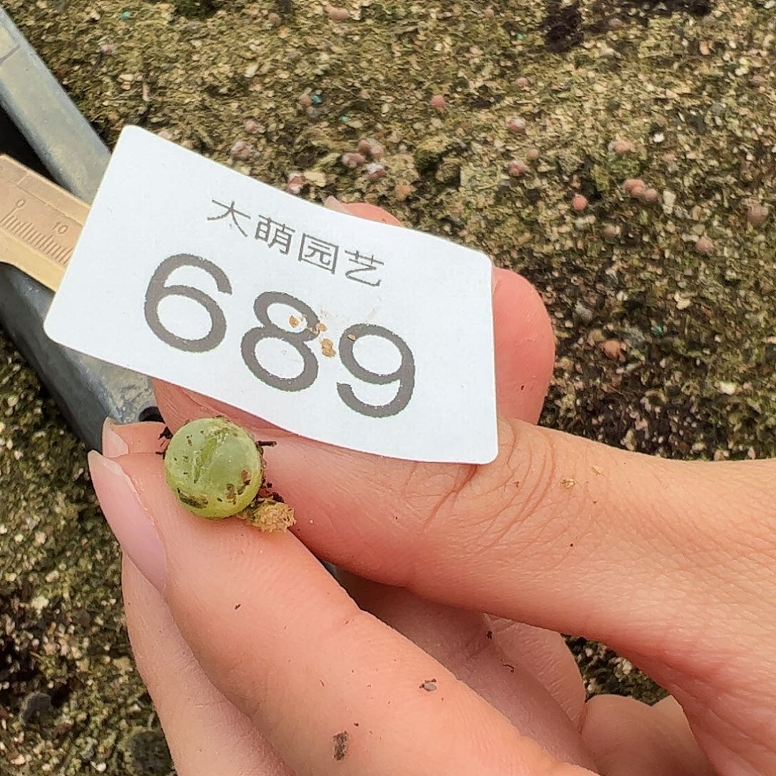 小***钳一物一拍拉登杂交689