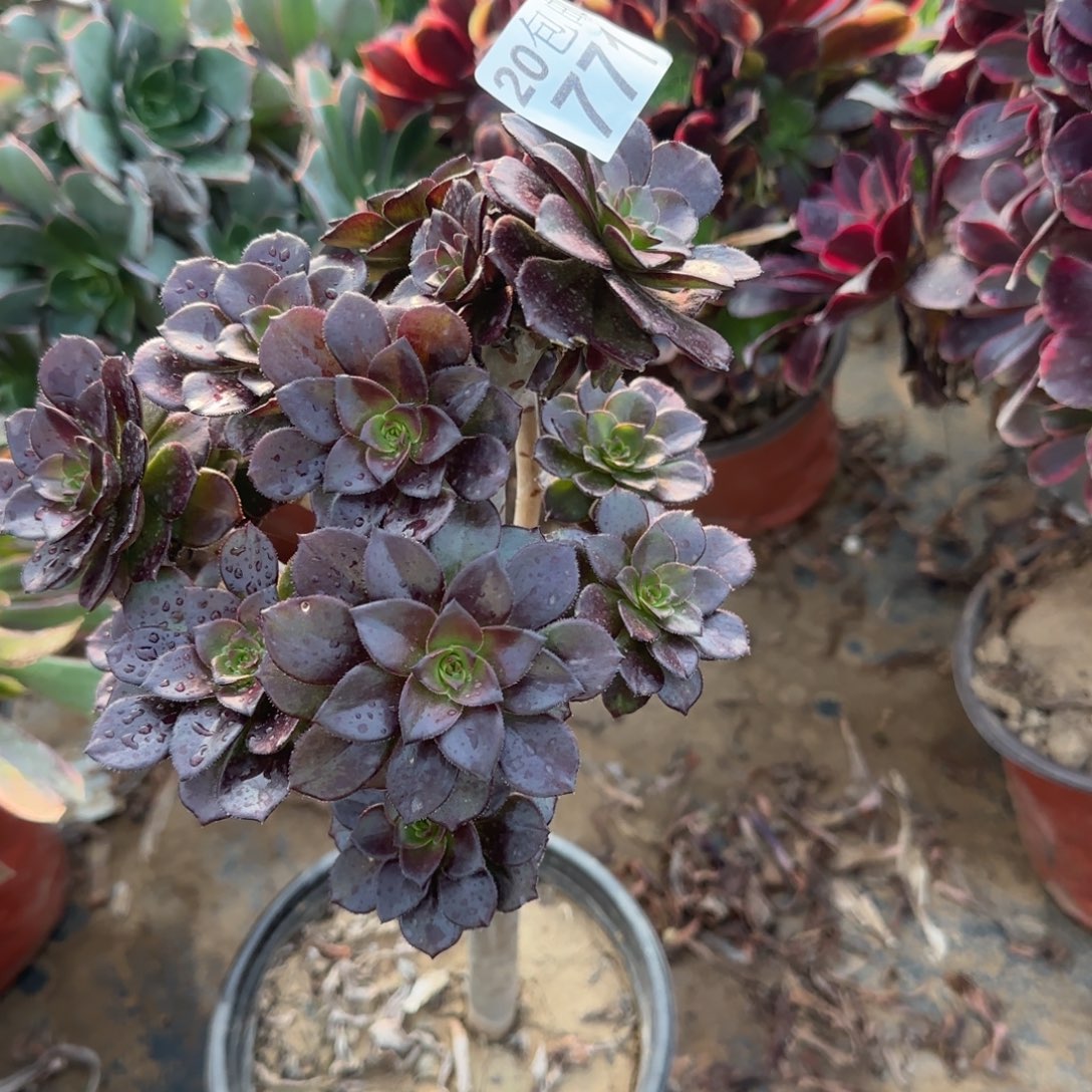 黑豆771满20包邮断枝不包