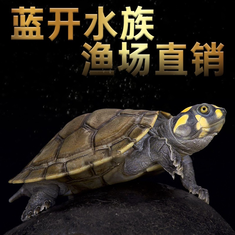 小黄头侧颈龟活体观赏招财萌宠物龟深水龟清洁龟5-6厘米