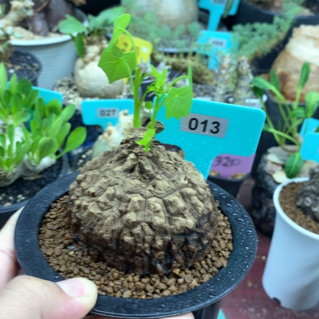 龙甲龟多肉植物一个