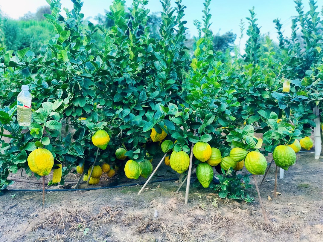 香橼树苗（云南脆皮香橼1-3年结果）