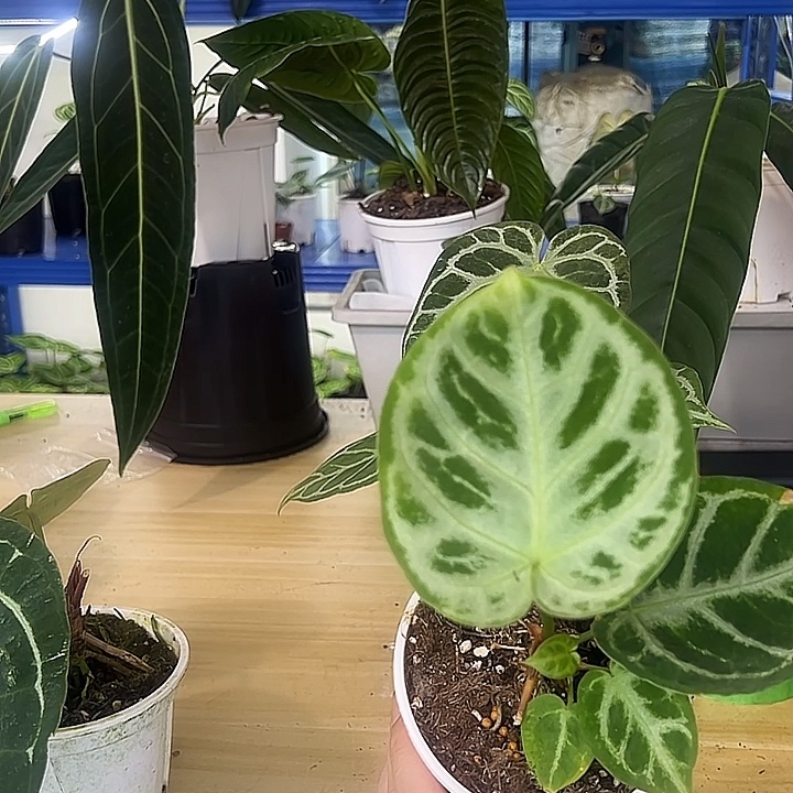 无花朵铜锣烧花烛