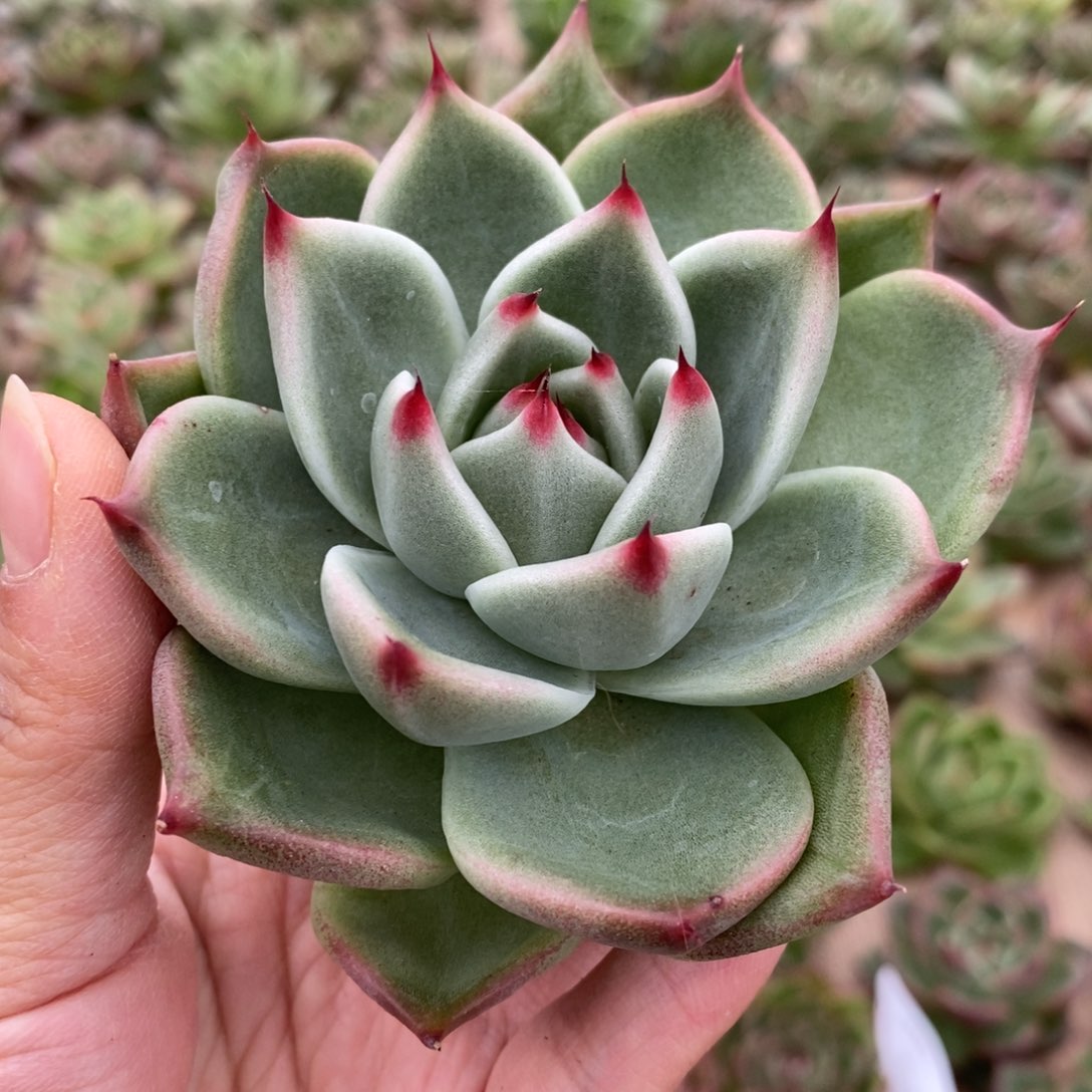 无花朵178 号东云系多肉植物