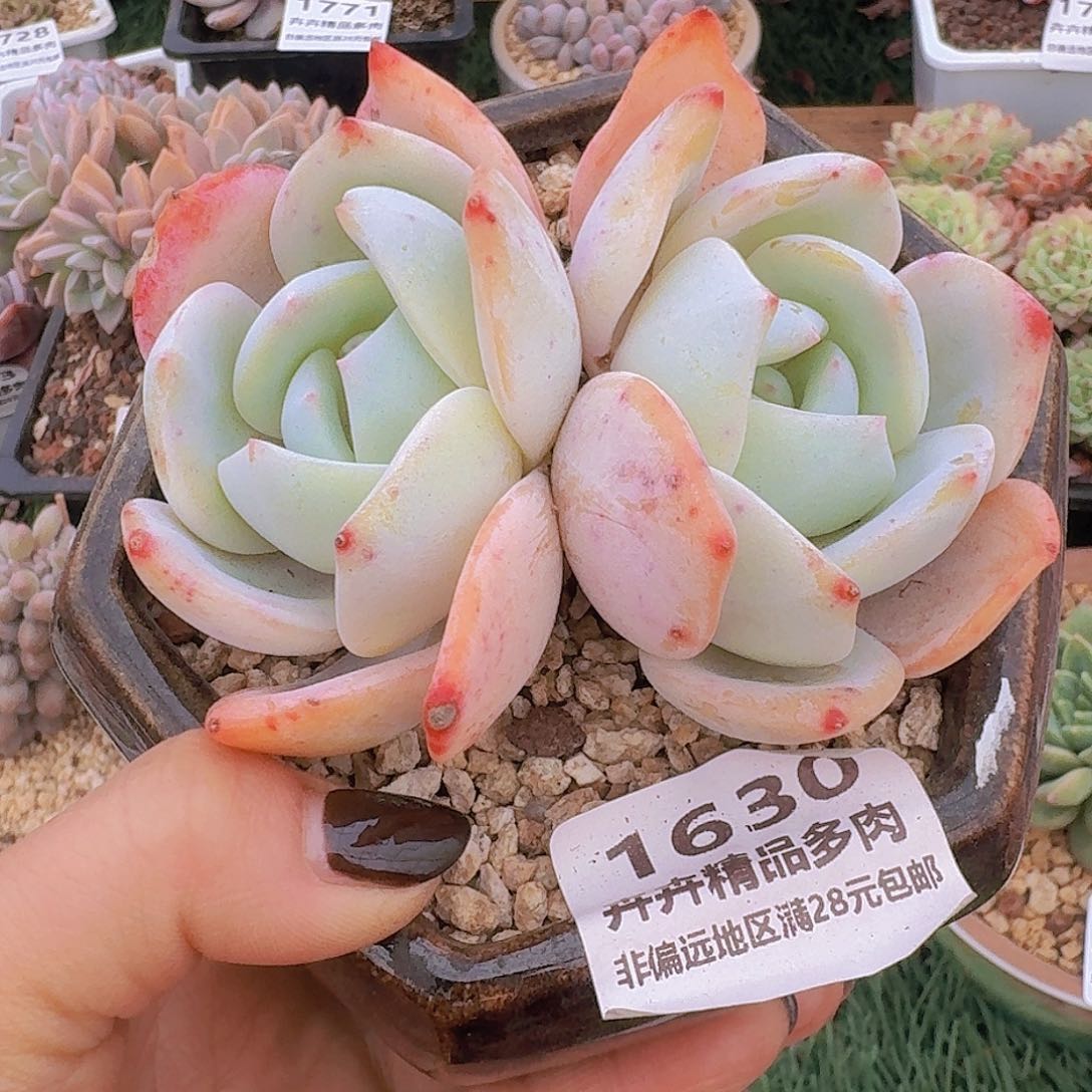 1630一物一拍（满28包邮）