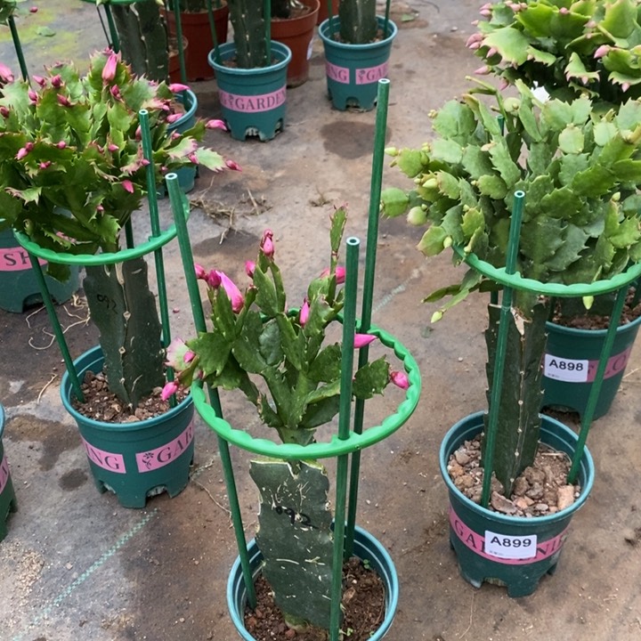 当前无花栽培后可以开花902嫁接092
