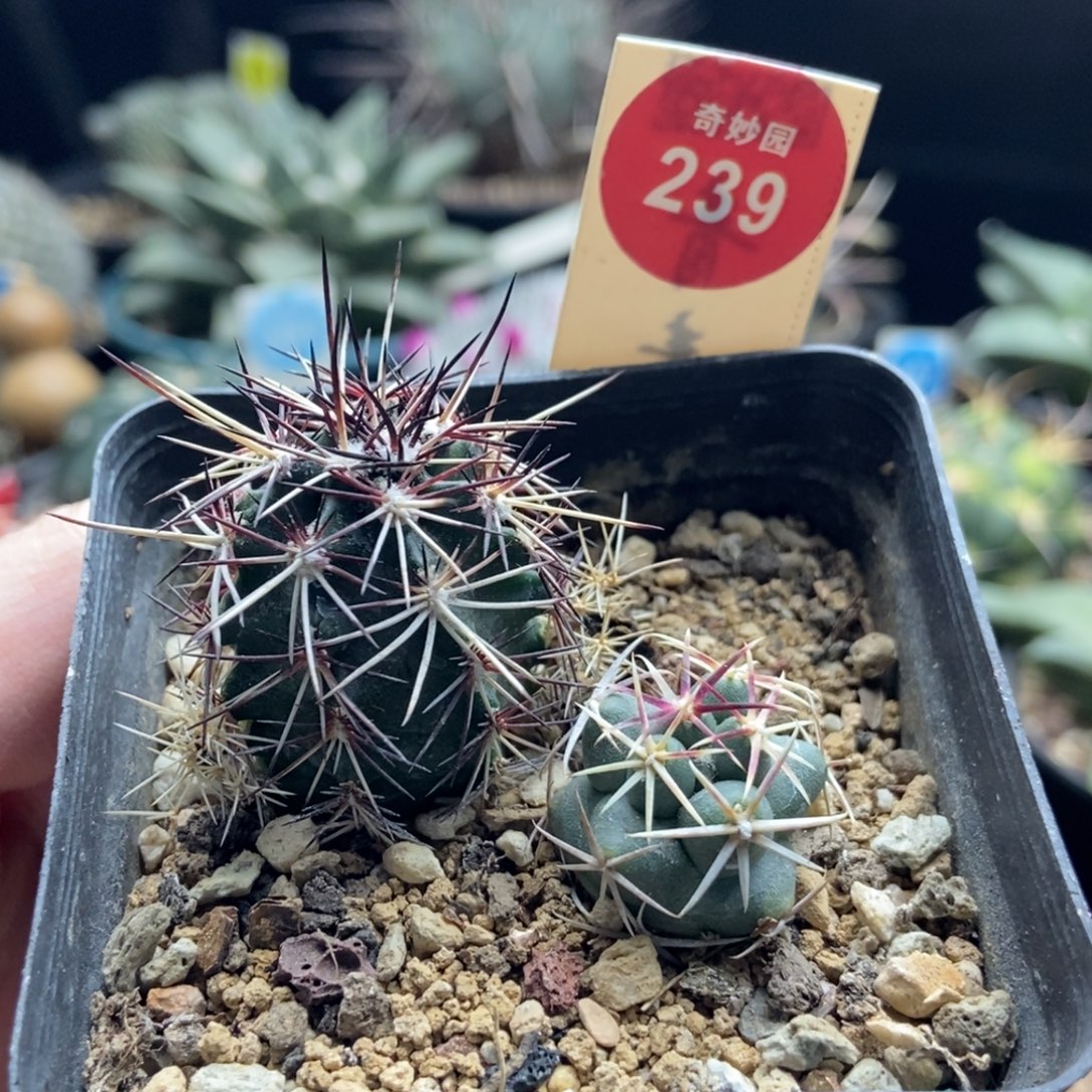 实生有疤达氏青花虾加大红鹰