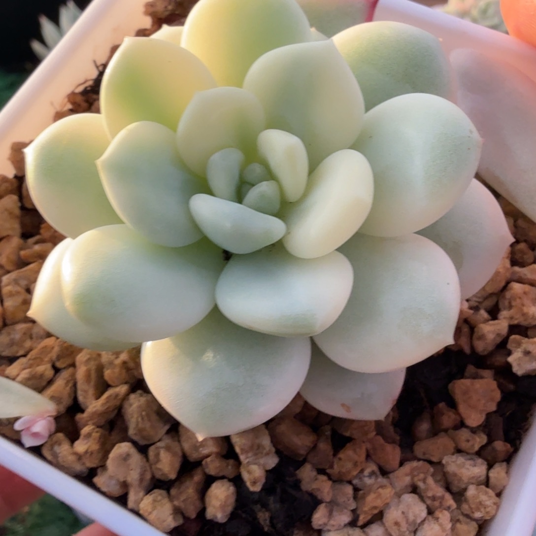 白马锦多肉锦植物