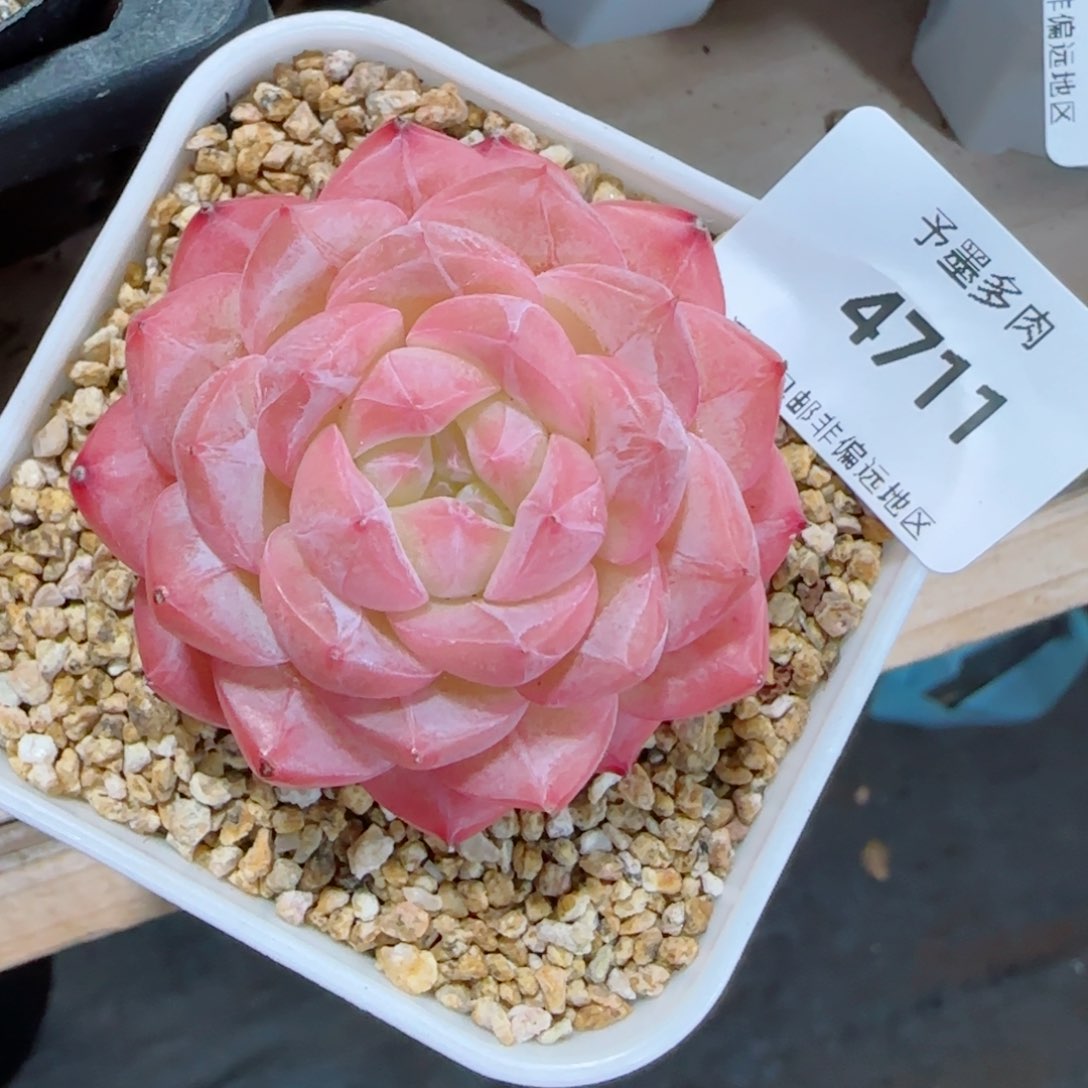 美心，4711多肉植物