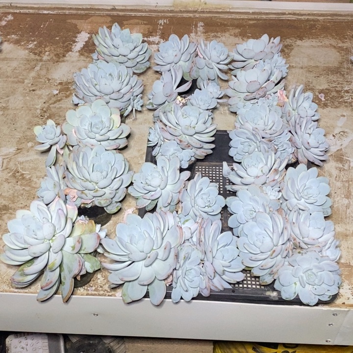 啊军喵的15个冷香