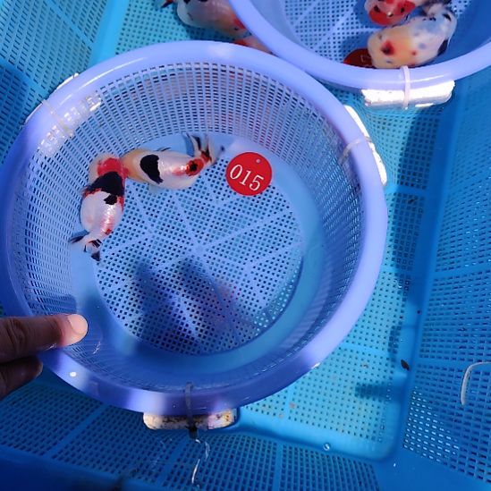 随***安金鱼015兰寿两只特价顺丰包邮