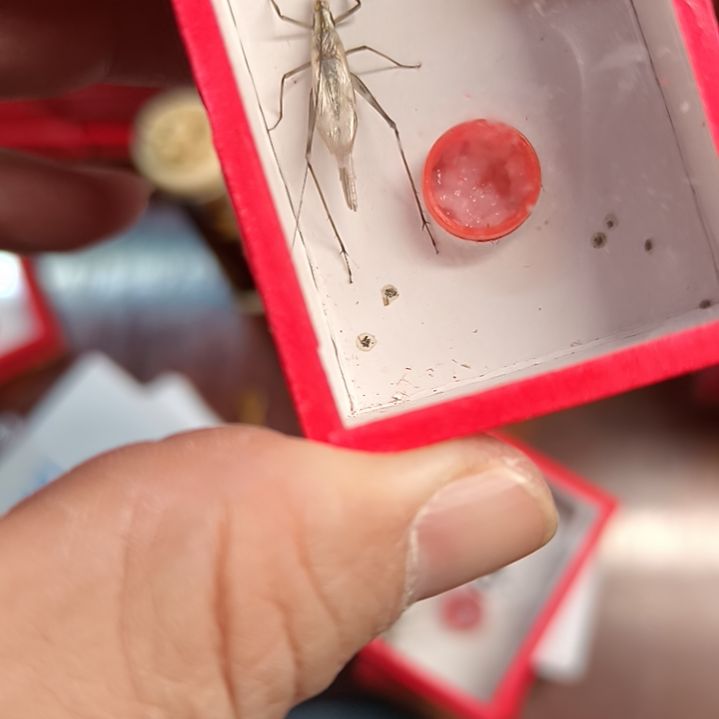 新到石志明黑紫哈哈哈