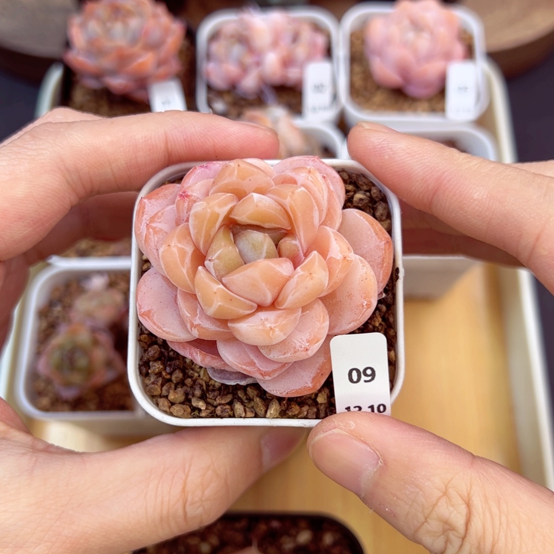 好好看09、哈哈哈哈