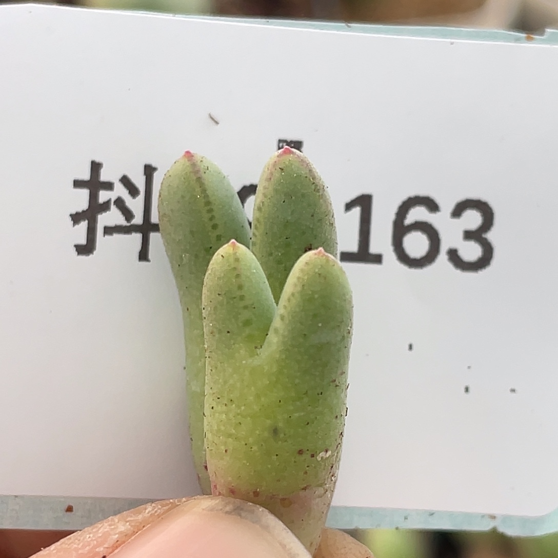 19-163猪蹄多肉植物