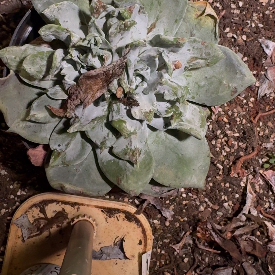 ****g仙女杯多肉植物杂交