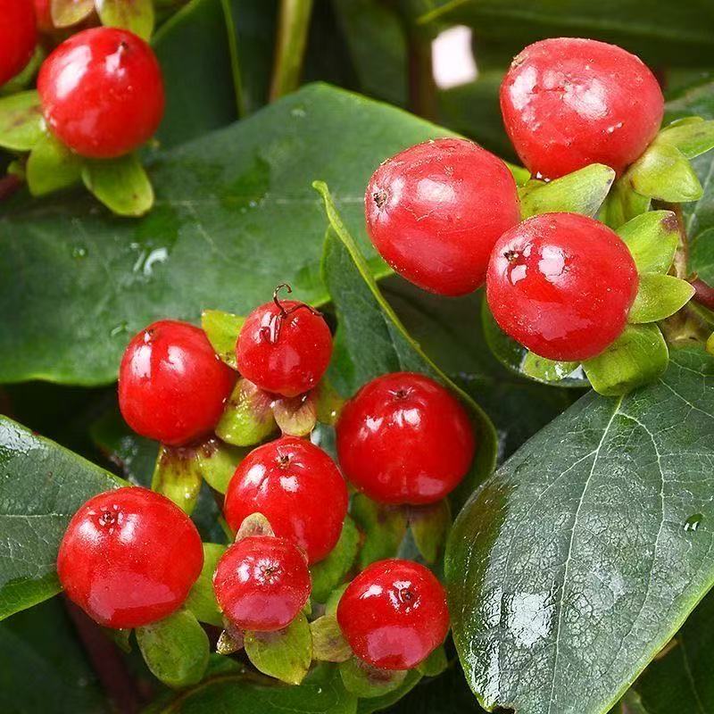 云南鲜花基地直发红豆火龙珠新鲜水养家庭插花寓意美好