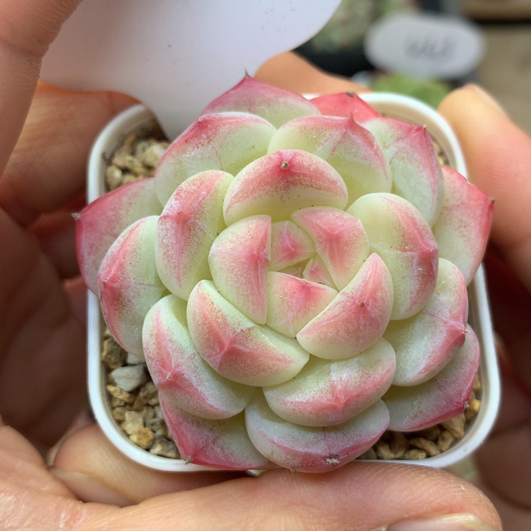 白粉透美心单头642