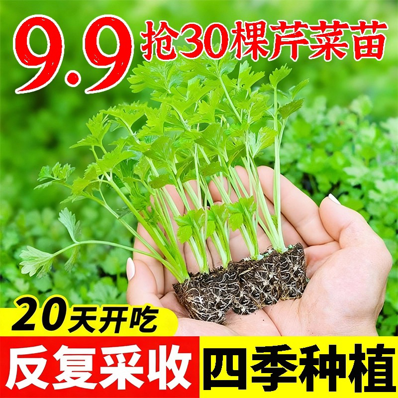 【寿光苗场】芹菜苗四季西芹蔬菜苗芹菜秧苗西芹苗芹菜根苗包邮
