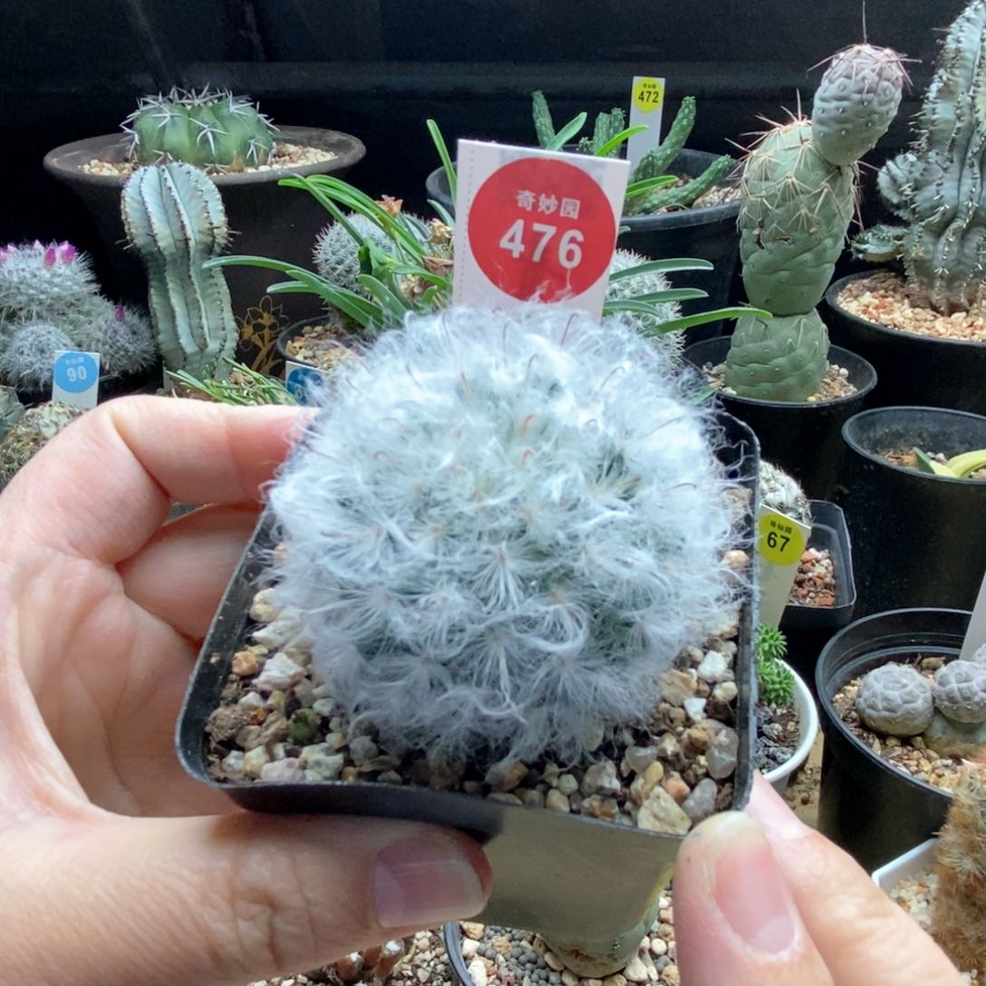 实生浓毛白云高砂5cm