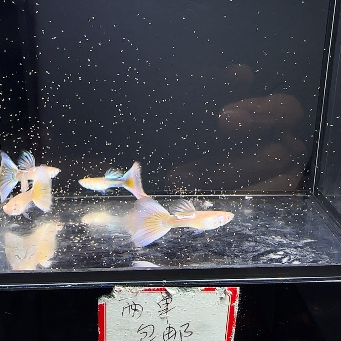 孔雀鱼樱花粉狮公鱼四条