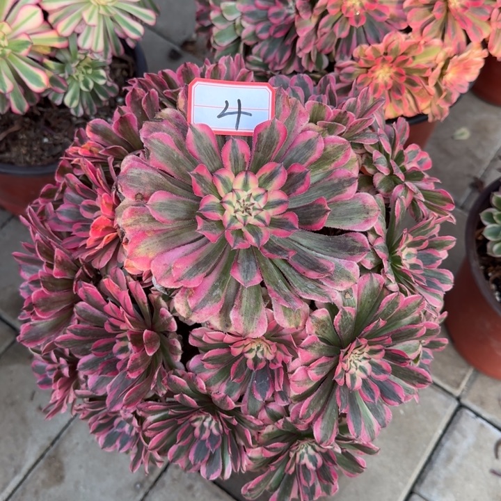 4号粉铜法师多肉植物