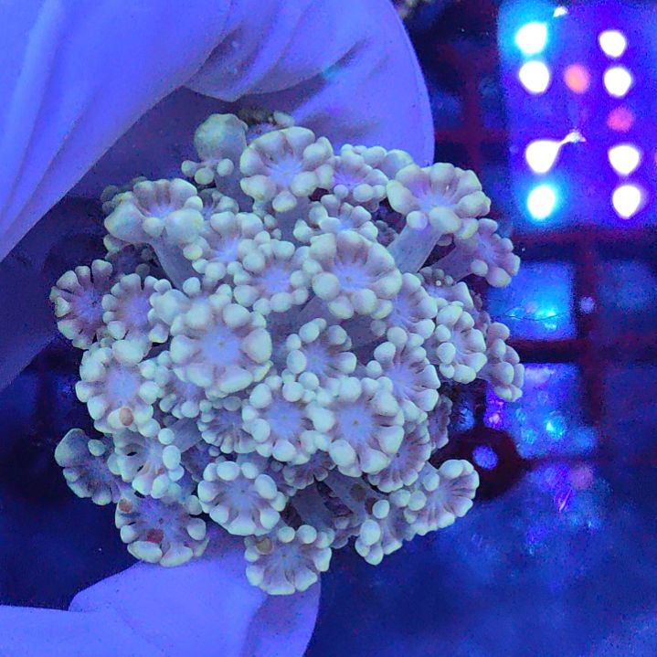 智海珊瑚不退换不包邮