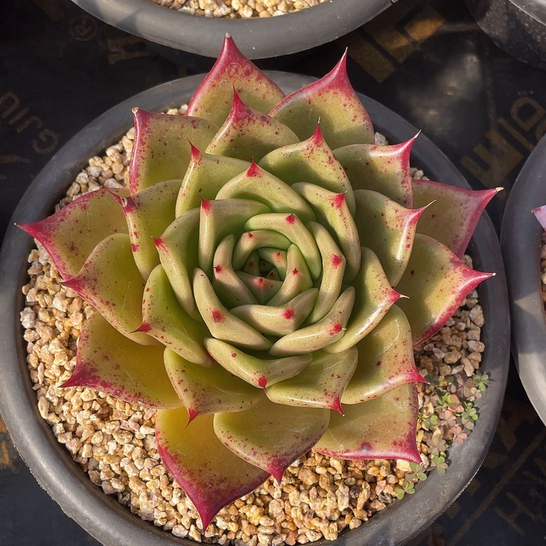 多肉植物一物一拍