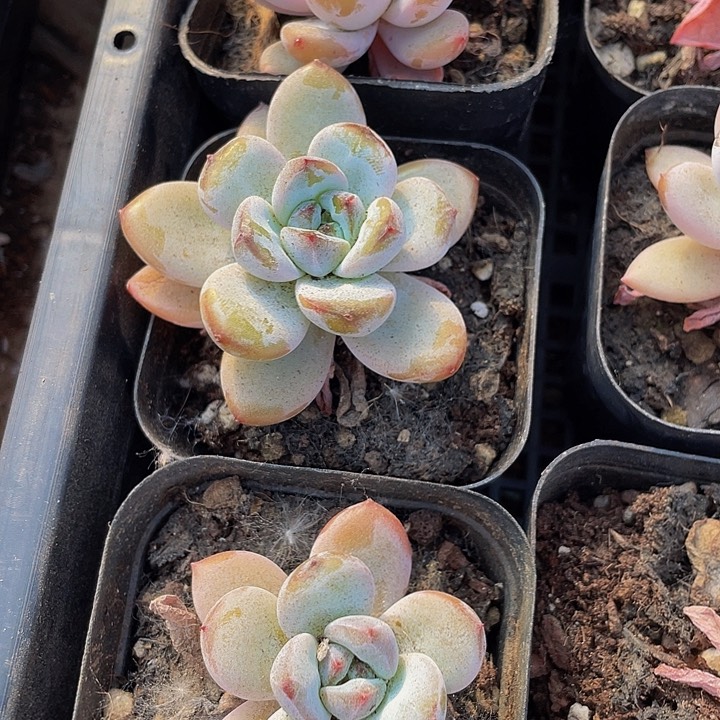 6.5方单头星星雪带盆土发