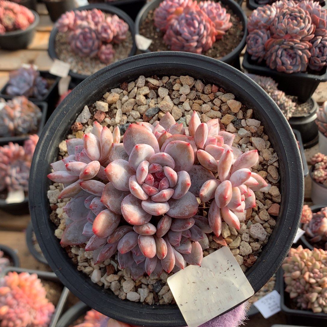 11厘米八头有砍 红宝石溏心石榴籽 特价 5265