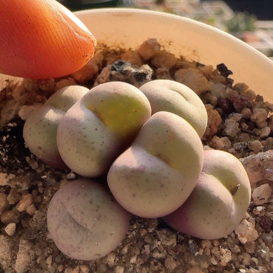 年后脱土发货24402