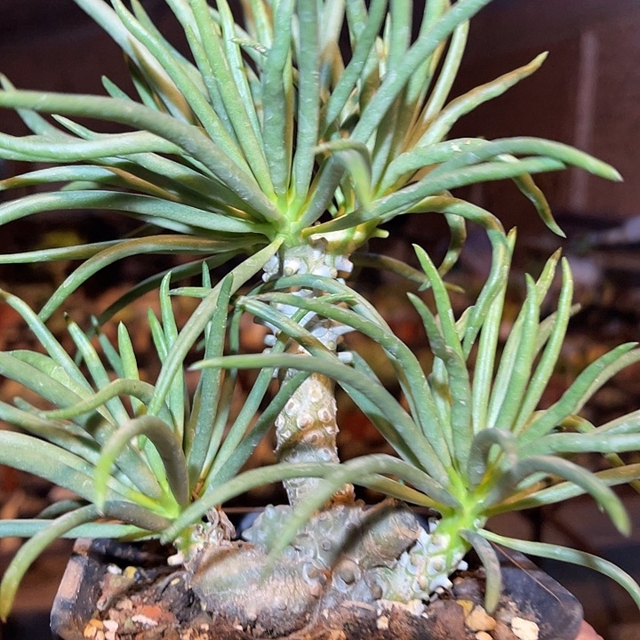 满38包邮2天凑单，脱土晾根发货多肉植物钟馗 奇峰锦