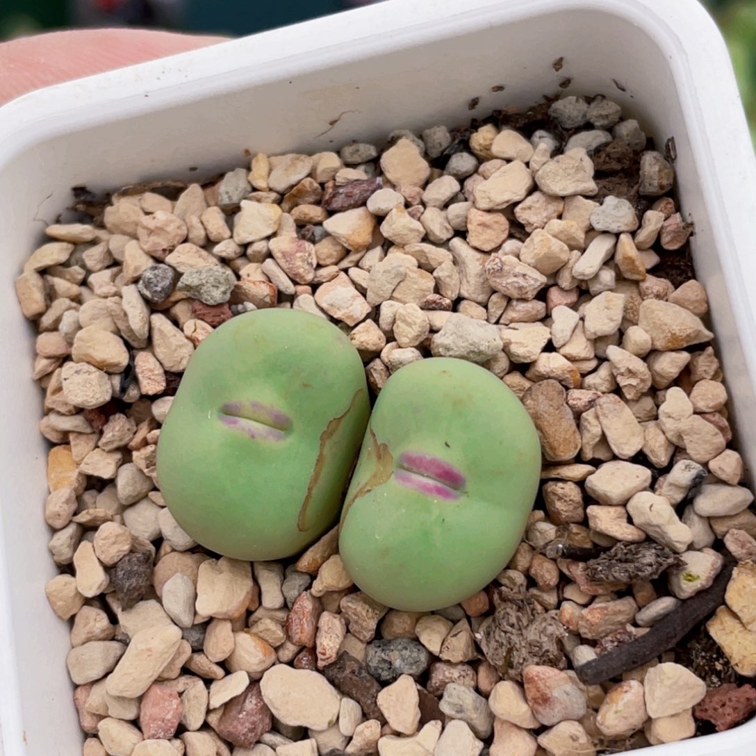 p嘴v嘴杂植物一物一拍