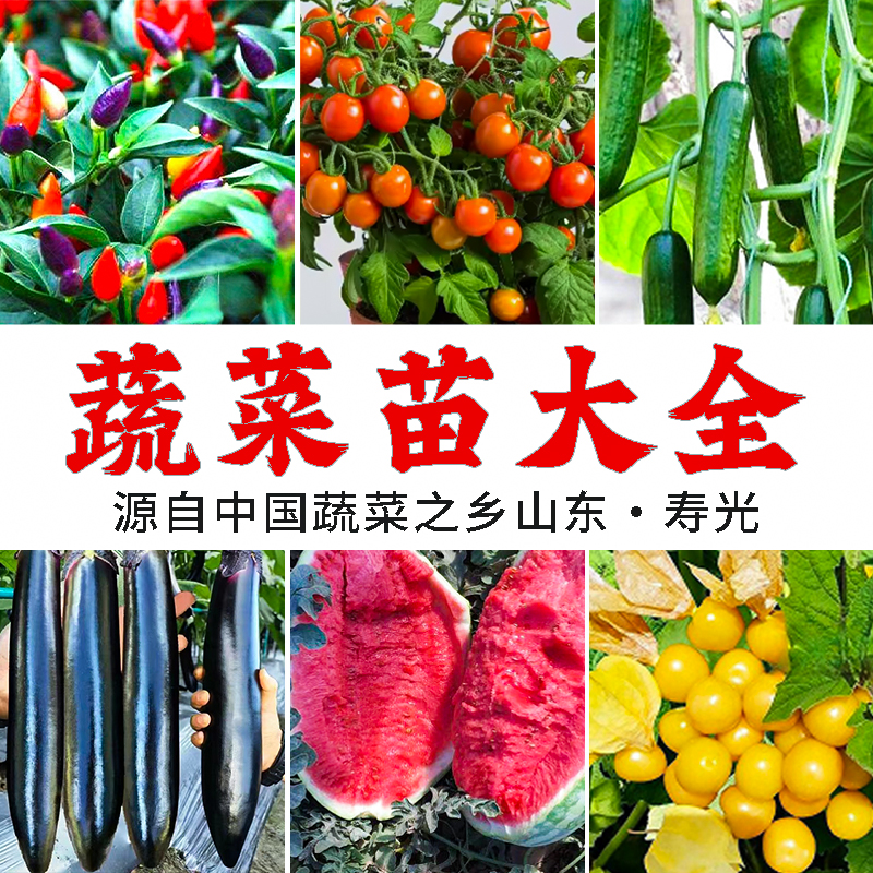 山东寿光蔬菜苗大全番茄辣椒茄子黄瓜西瓜南瓜甜瓜四季盆种植正宗
