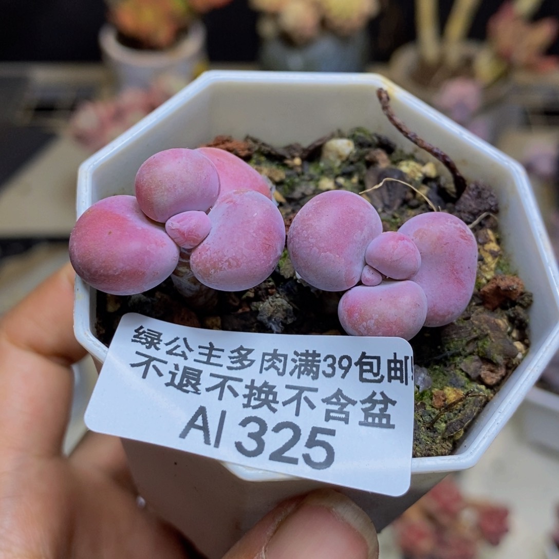 325腰子桃蛋多肉2cm