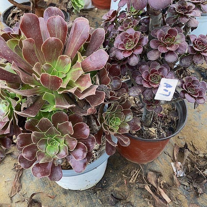 欧若拉妖桩红酒圆叶17多肉不包断裸根