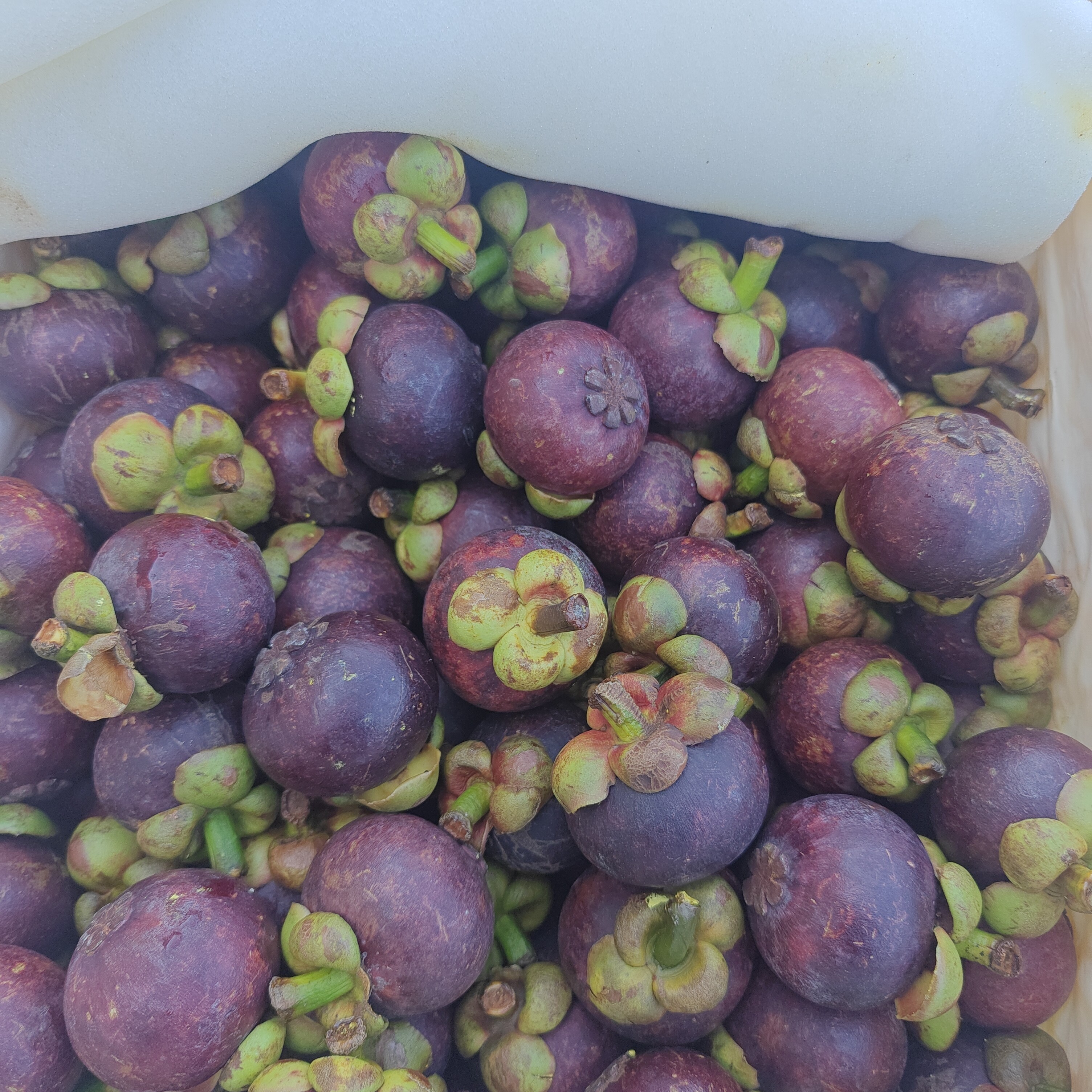 泰国山竹。净3斤左右