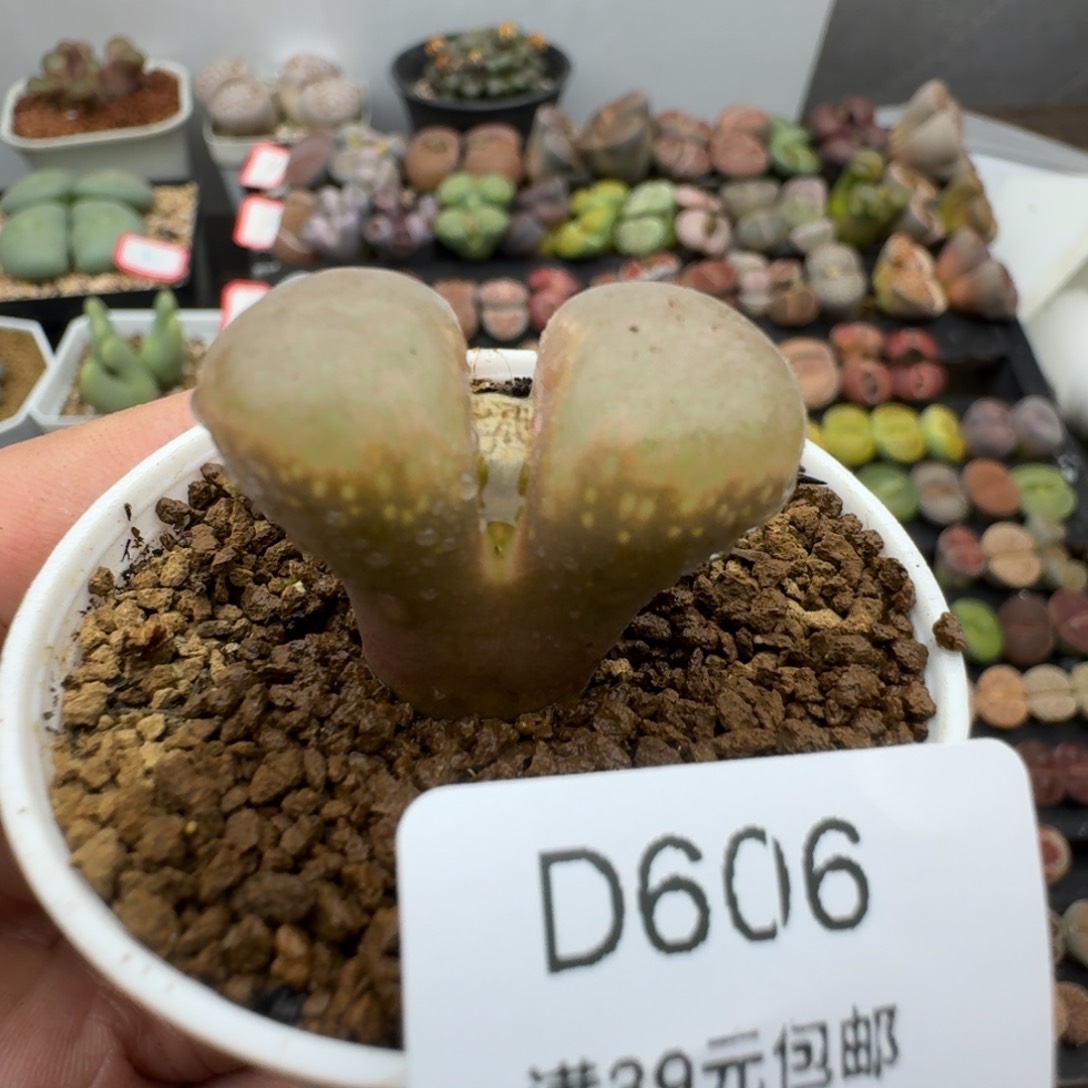 606多肉哈哈哈哈哈哈哈哈